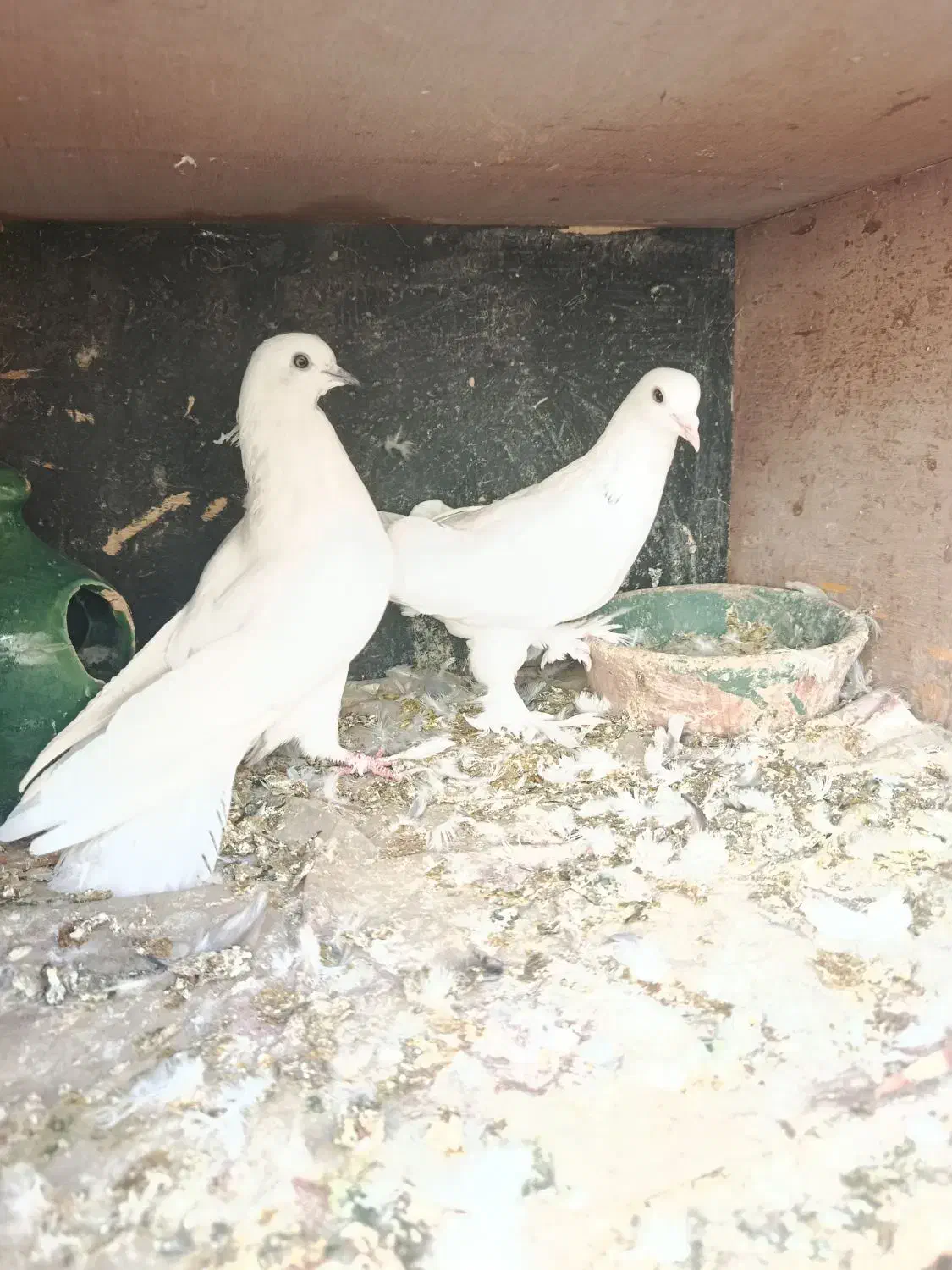 چهار جفت کفتر پرشی تزیینی رواعب جوجه حندقی|پرنده|قم, شهرک مهدیه (مدرس)|دیوار