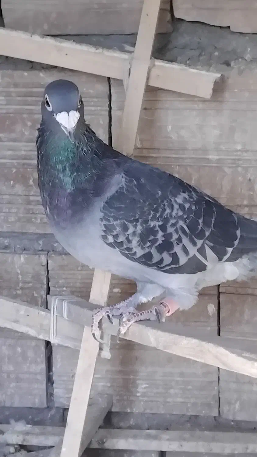 دونر پرشی مسافتی|پرنده|جلگه ماژان, |دیوار