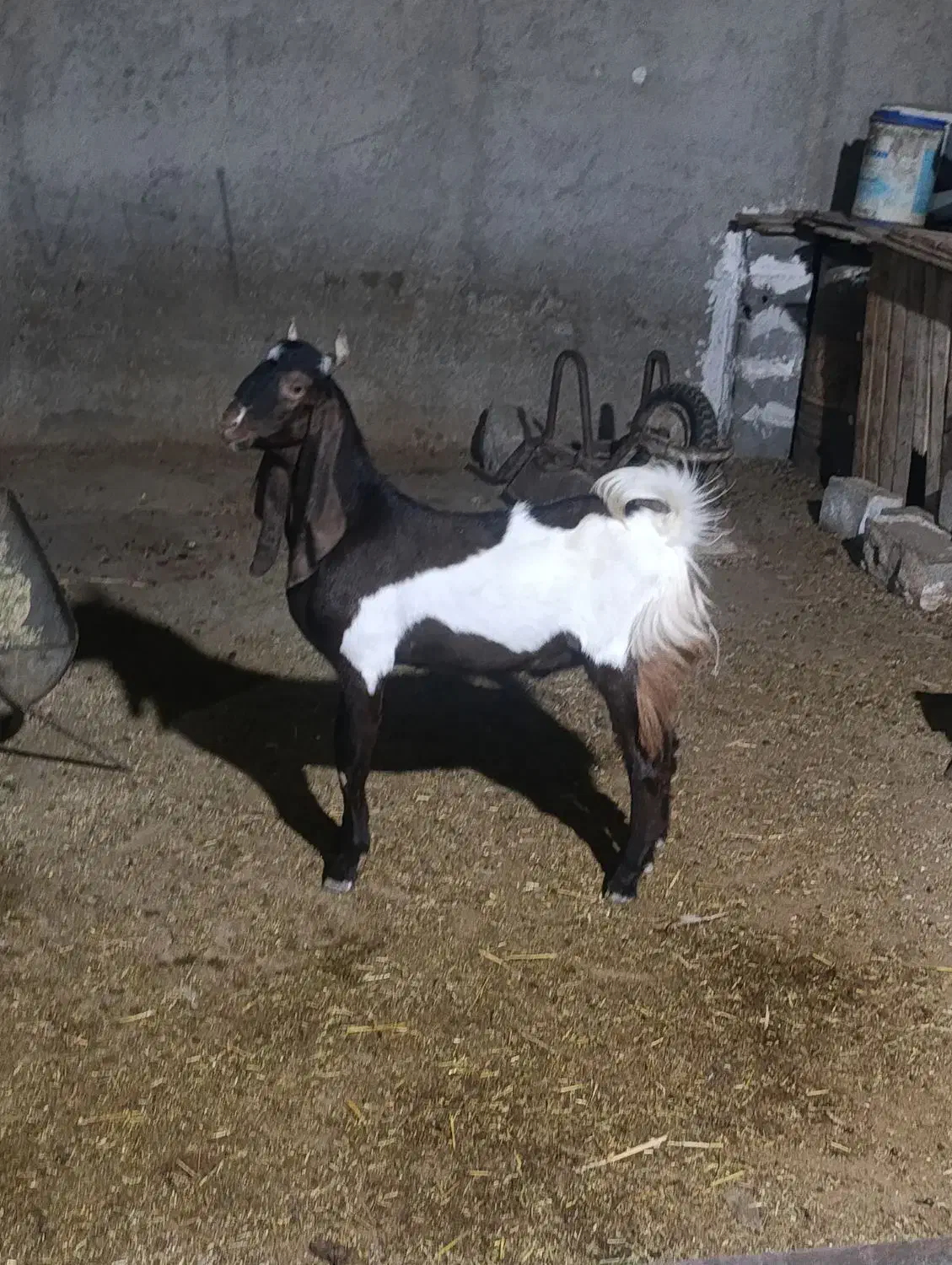 پازن و تیشتر|حیوانات مزرعه|چغادک, |دیوار