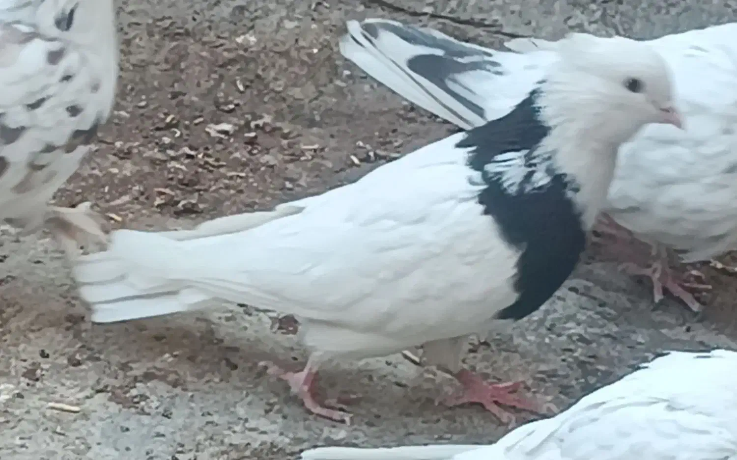 کبوتر های نقش و رنگ عالی|پرنده|تهران, وحیدیه|دیوار