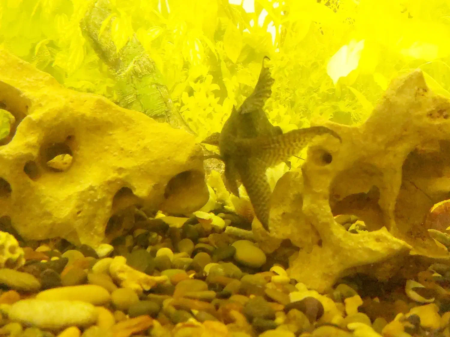 ماهی کت فیش|ماهی|ری, علایین|دیوار