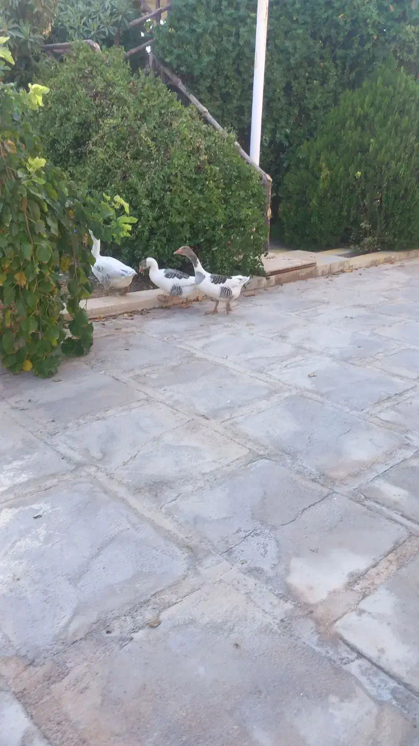 فروش سه عدد غازمحلی نرو ماده|پرنده|طسوج, |دیوار