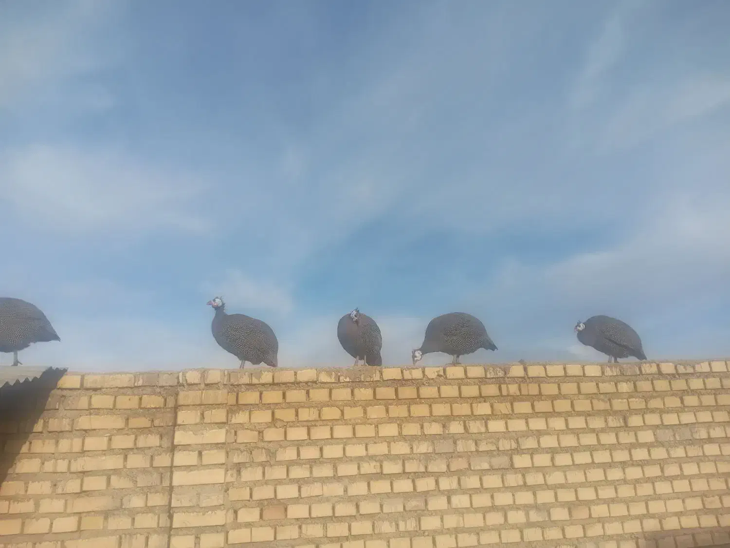 مرغ شاخدار|پرنده|شوشتر, |دیوار