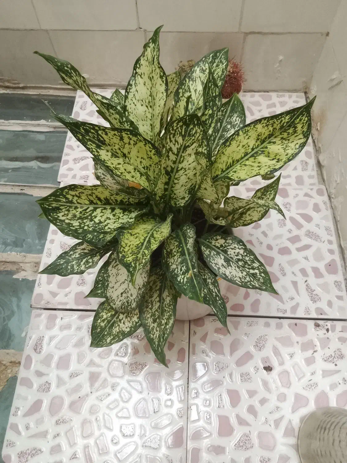 سرامیکی|گل و گیاه طبیعی|کرمانشاه, |دیوار