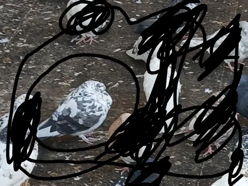 کبوتر|پرنده|مرند, |دیوار