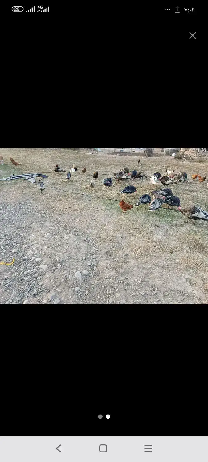 بوقلمون ....|حیوانات مزرعه|اسلام آباد, |دیوار