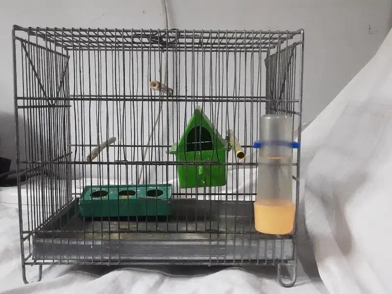 فروش ۳ عدد فنچ باقفسه ولوازم|پرنده|تهران, کرمان|دیوار