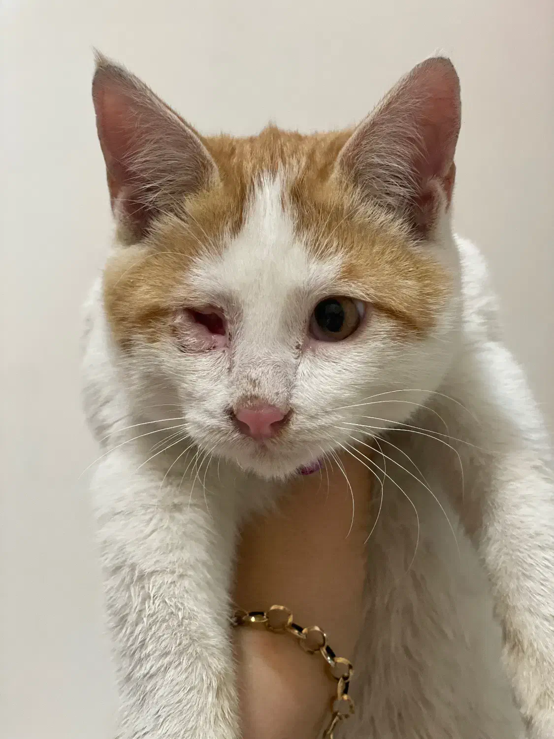 واگذاری رایگان|گربه|تهران, فلسطین (میدان انقلاب)|دیوار