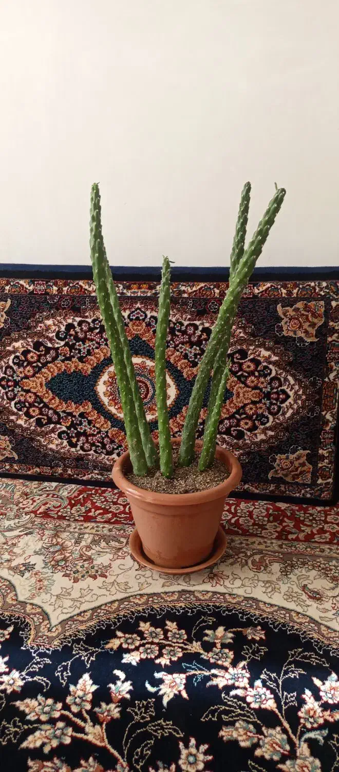 گل کاکتوس|گل و گیاه طبیعی|ملایر, |دیوار