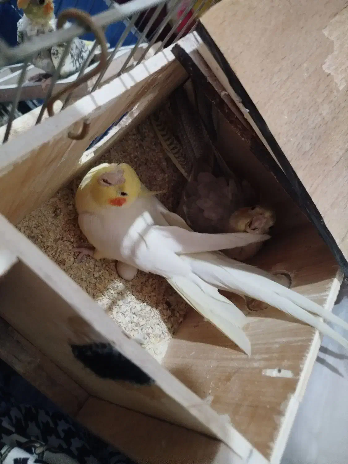 عروس هلندی جفت|پرنده|الوند, |دیوار