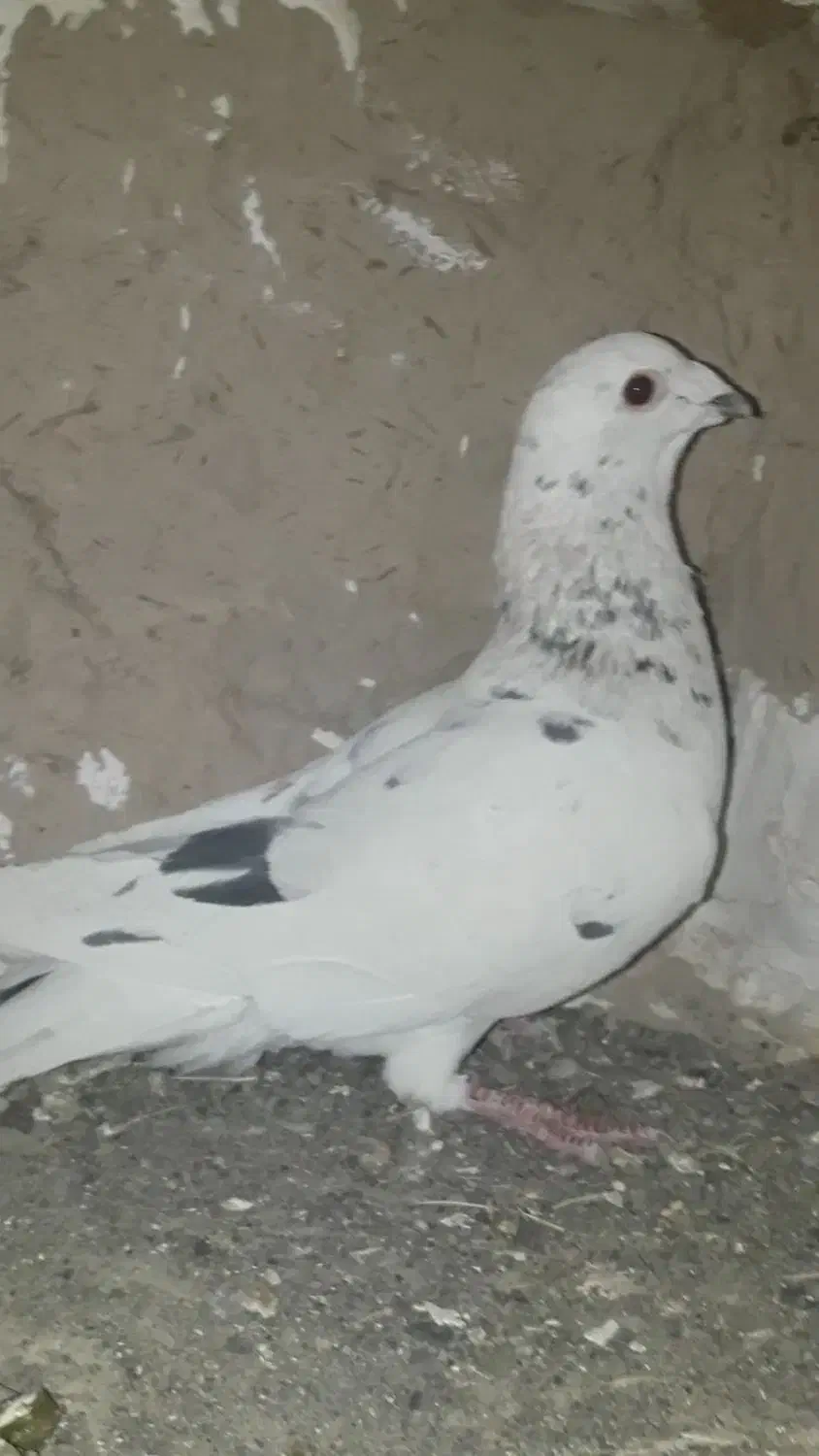 کفتر سرور هفترنگ سوزنی|پرنده|چناران, |دیوار