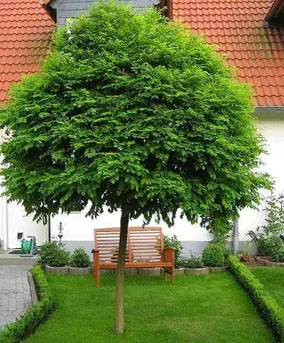 نهال اقاقیا پیوندی|گل و گیاه طبیعی|کرمان, |دیوار