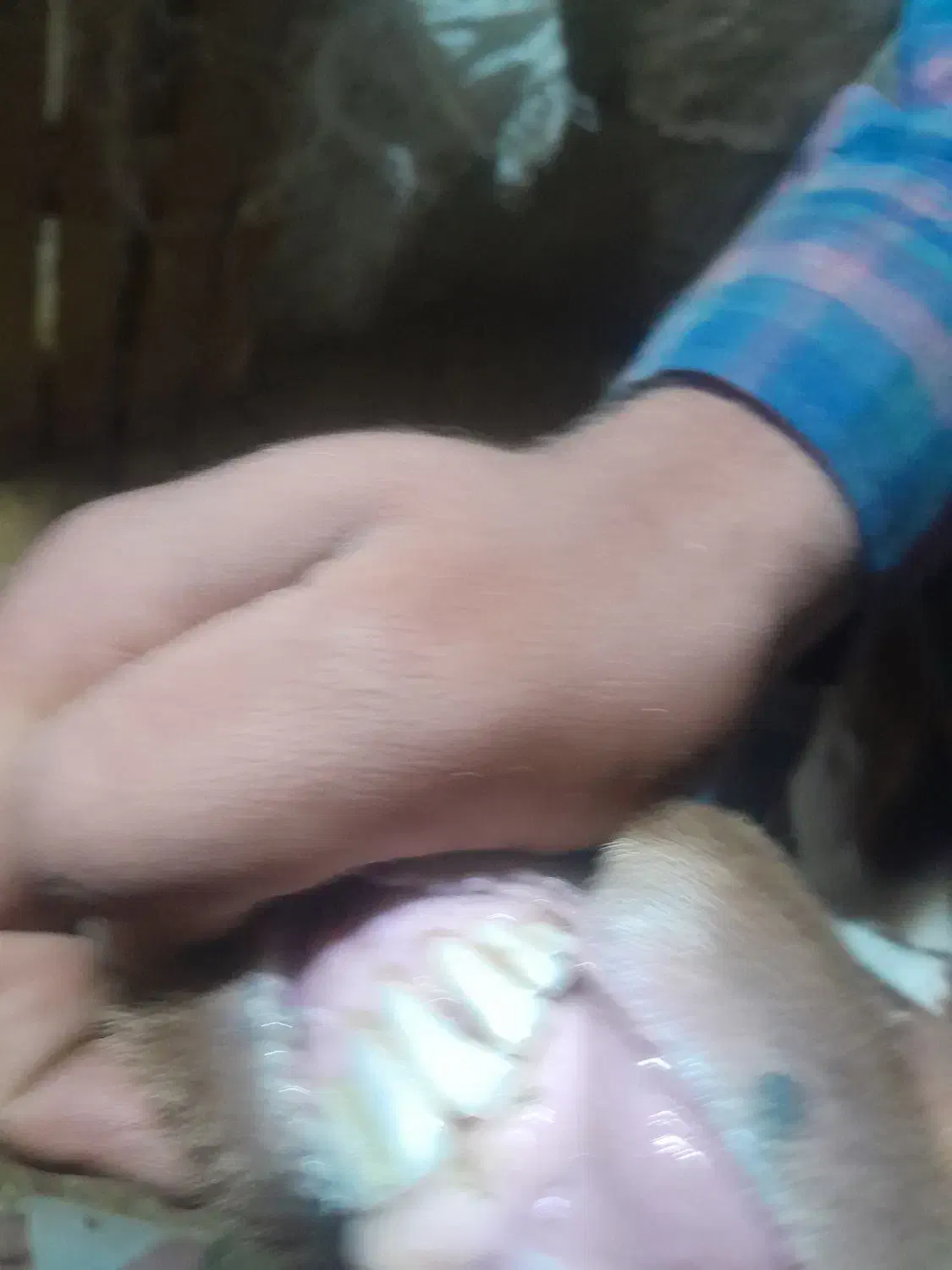 ۱۶راس میش|حیوانات مزرعه|نهاوند, |دیوار