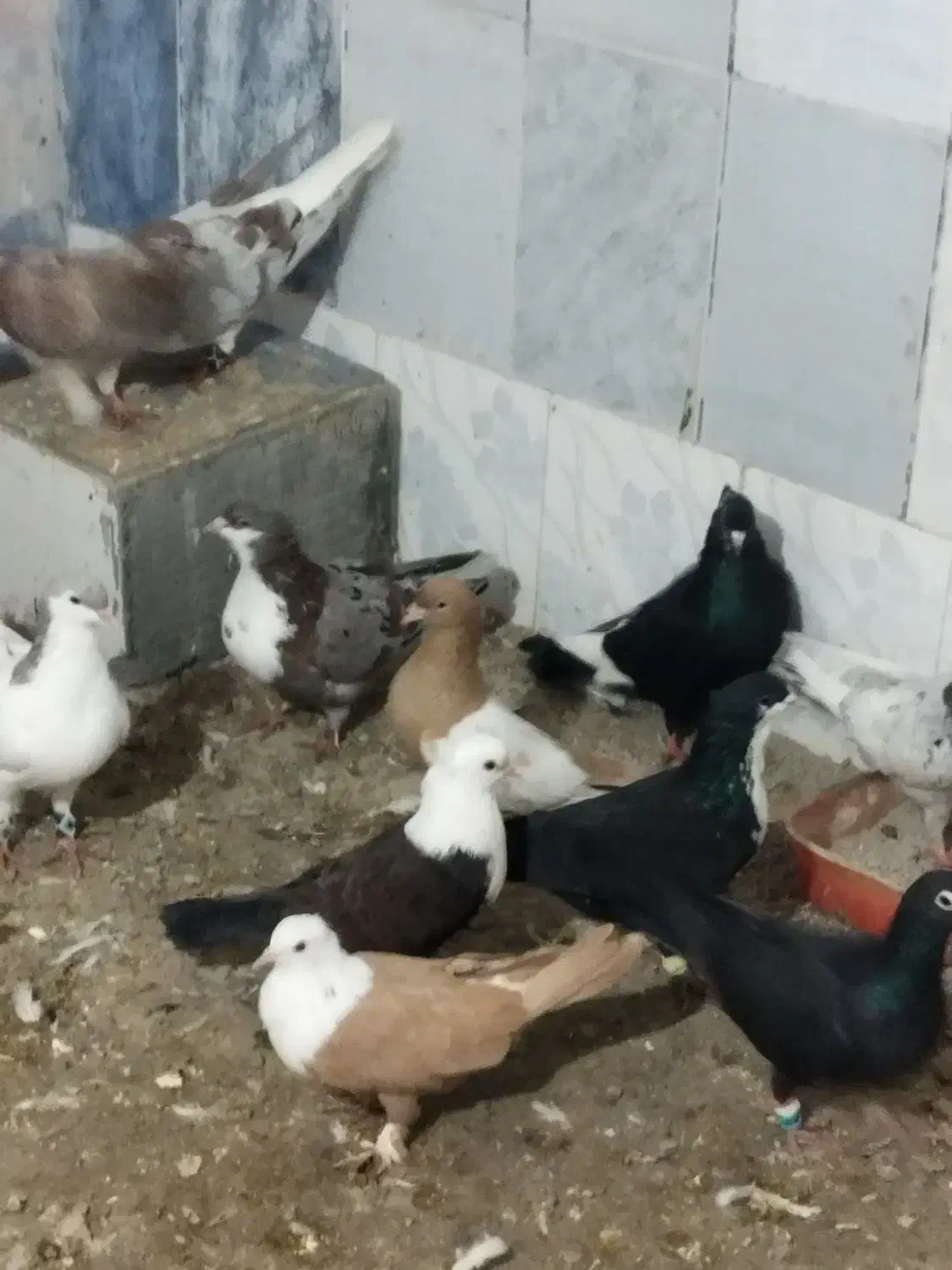 کبوتر جفت گاه|پرنده|مشهد, شهید بهشتی|دیوار