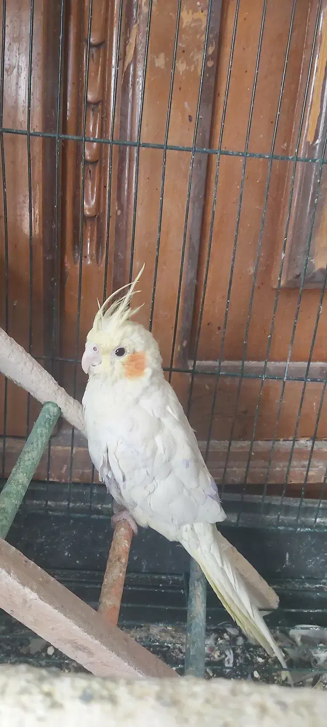 عروس هلندی|پرنده|خمینی‌شهر, |دیوار