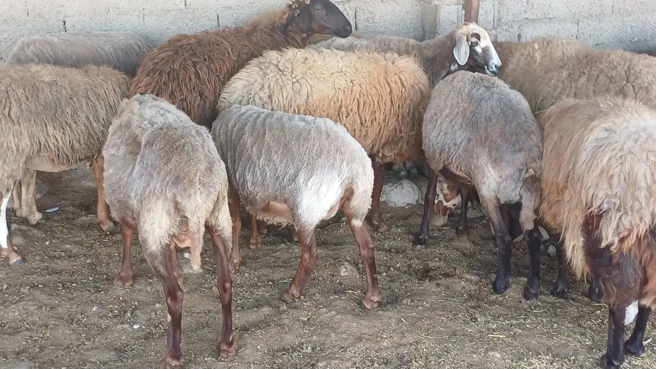 فروش مال داشتی وبره مار|حیوانات مزرعه|ساری, |دیوار