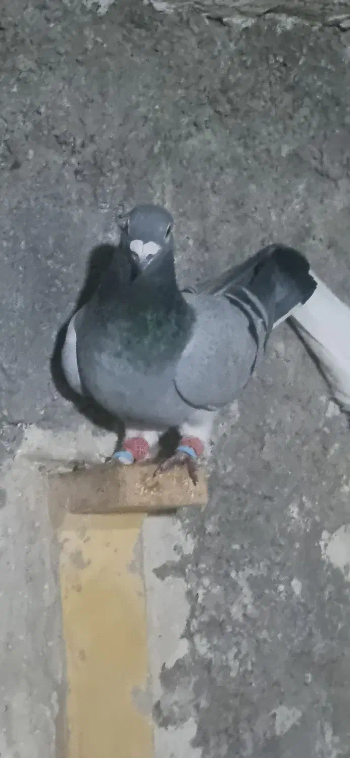 سبز بیچشم|پرنده|کرمان, |دیوار