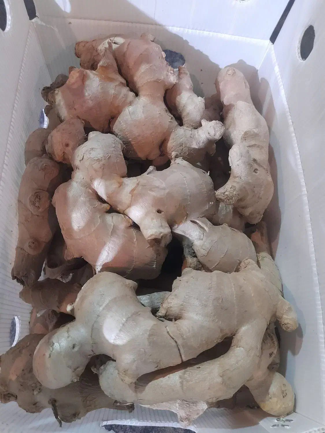 پخش عمده زنجبیل و زرد چوبه به قیمت میدان تره بار|عمده‌فروشی|شیراز, عادل آباد|دیوار