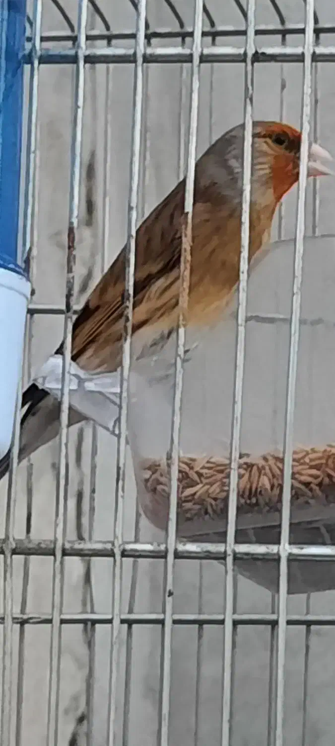 سهره قناری ۲ساله مست مست|پرنده|تهران, افسریه جنوبی|دیوار