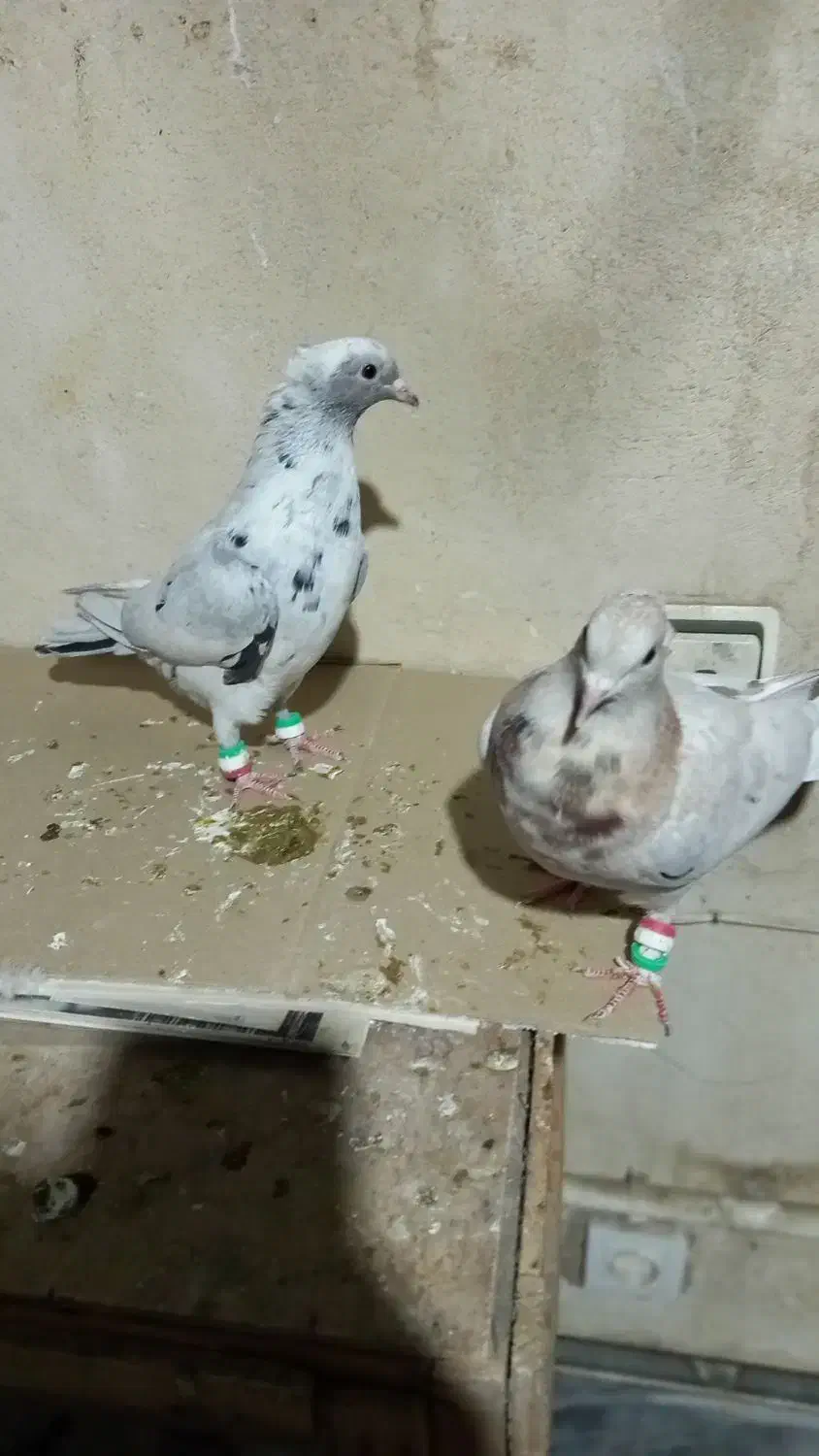 کبوتر|پرنده|تهران, سبلان (لشگر)|دیوار