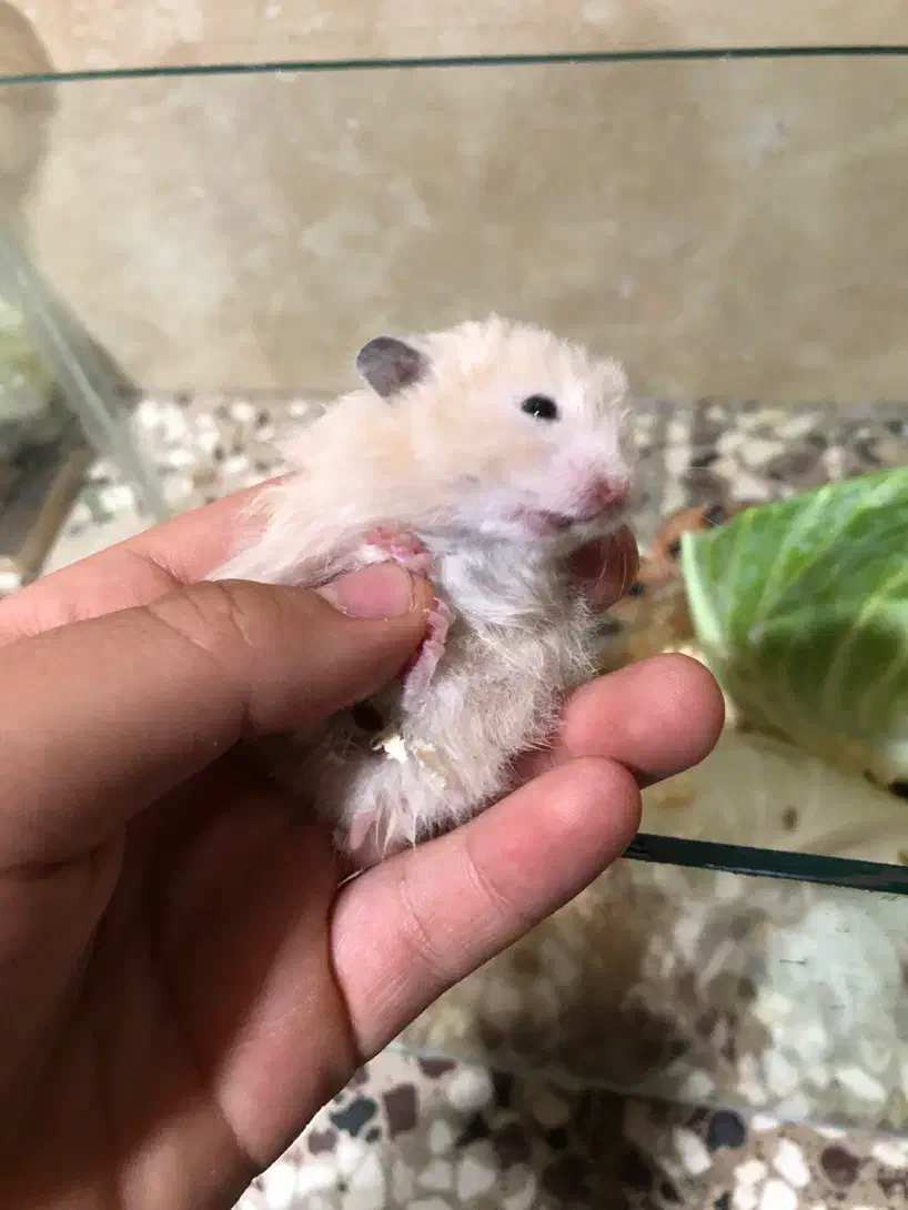 همستر ،خرگوش|موش و خرگوش|گنبد کاووس, |دیوار