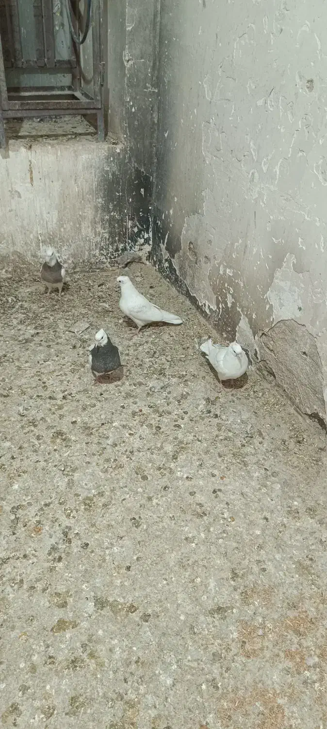 جوجه طوقی|پرنده|اصفهان, اندوان|دیوار