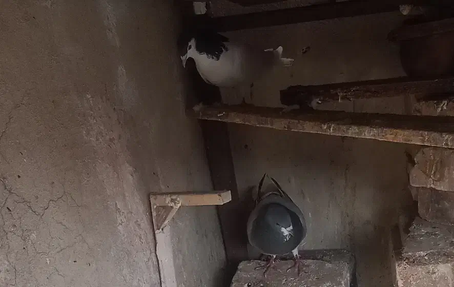 جفت شیرازی بایک پلنگ نر|پرنده|کرمان, |دیوار