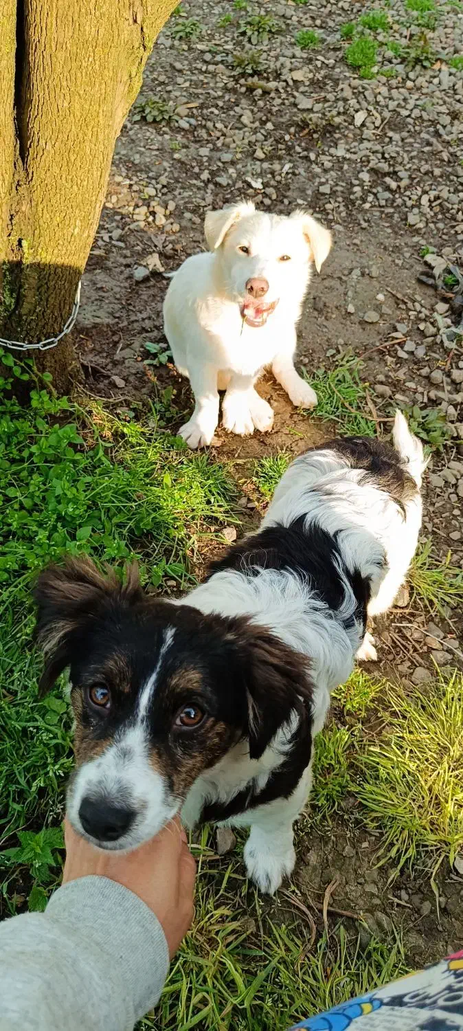 اشپیتز|سگ|رودسر, |دیوار