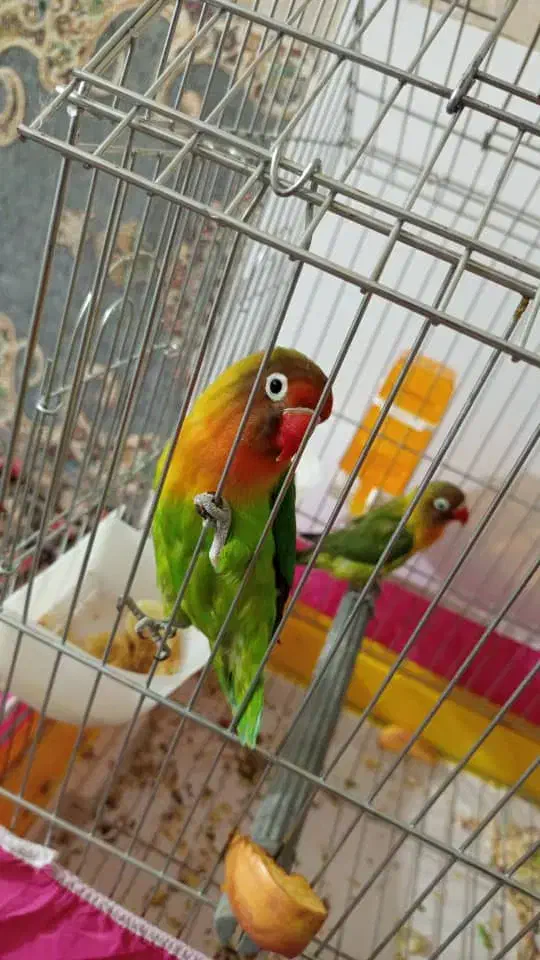 طوطی برزیلی فیشر کامل با وسایل|پرنده|شوشتر, |دیوار