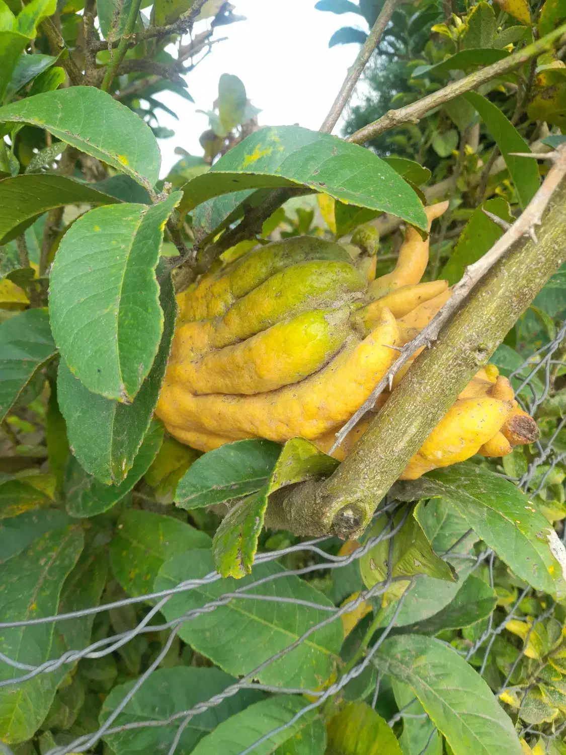 بالنگ یا بادرنگ ونارنج ولیمو شیرین|خوردنی و آشامیدنی|سنگر, |دیوار