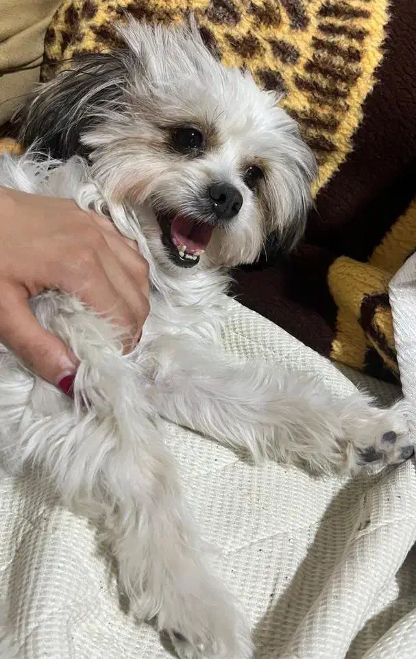 گمشده|حیوانات|تهران, ستارخان|دیوار