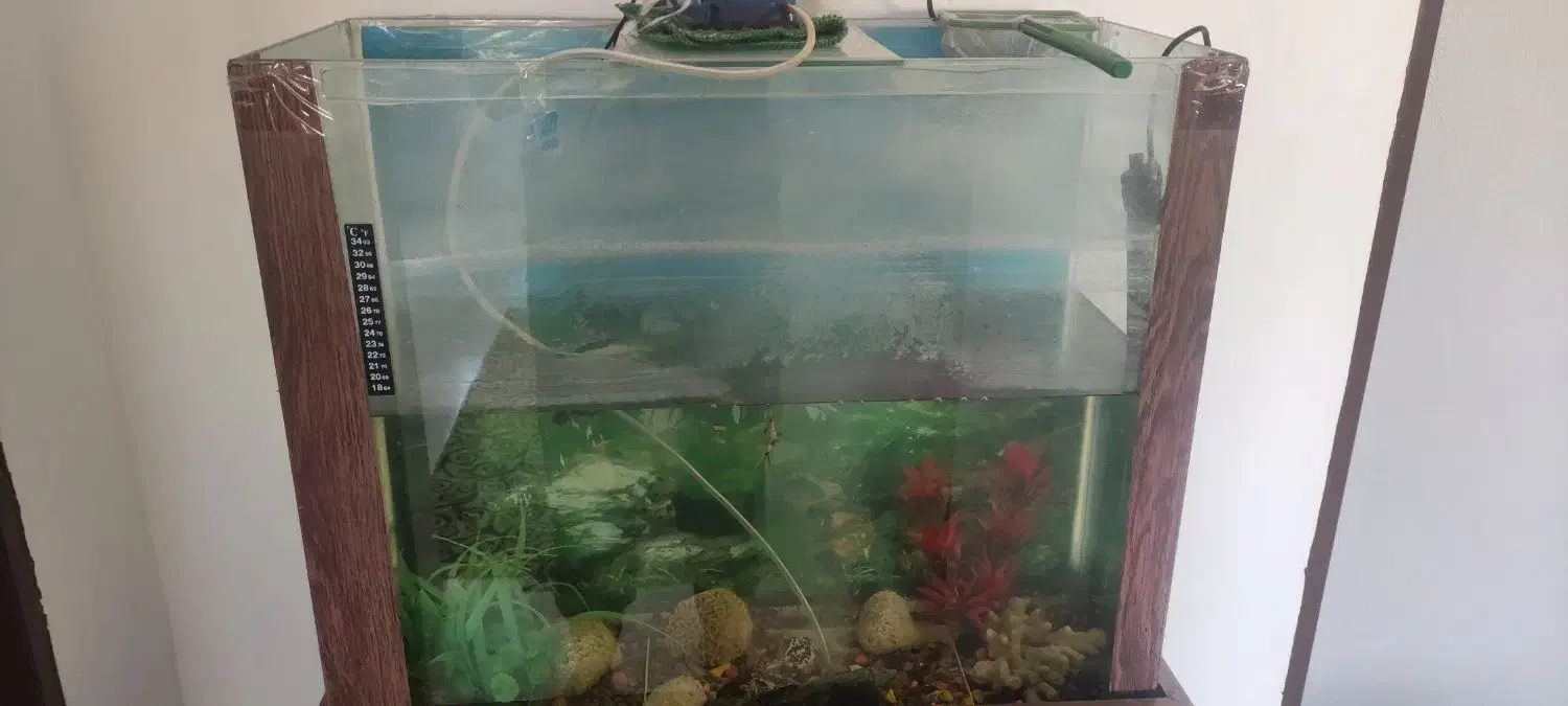 اکواریوم|ماهی|کرمانشاه, |دیوار