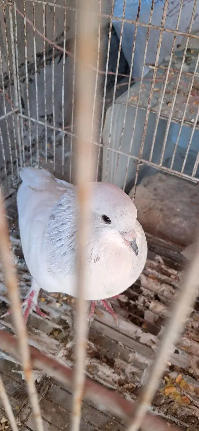 یال الماسی نر|پرنده|شیراز, پودنک|دیوار