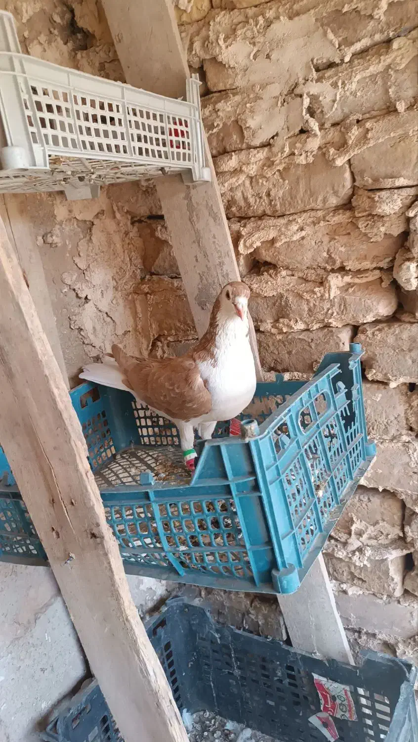 کفتر فروشی قیمت ۵۰۰|پرنده|شهرآباد, |دیوار