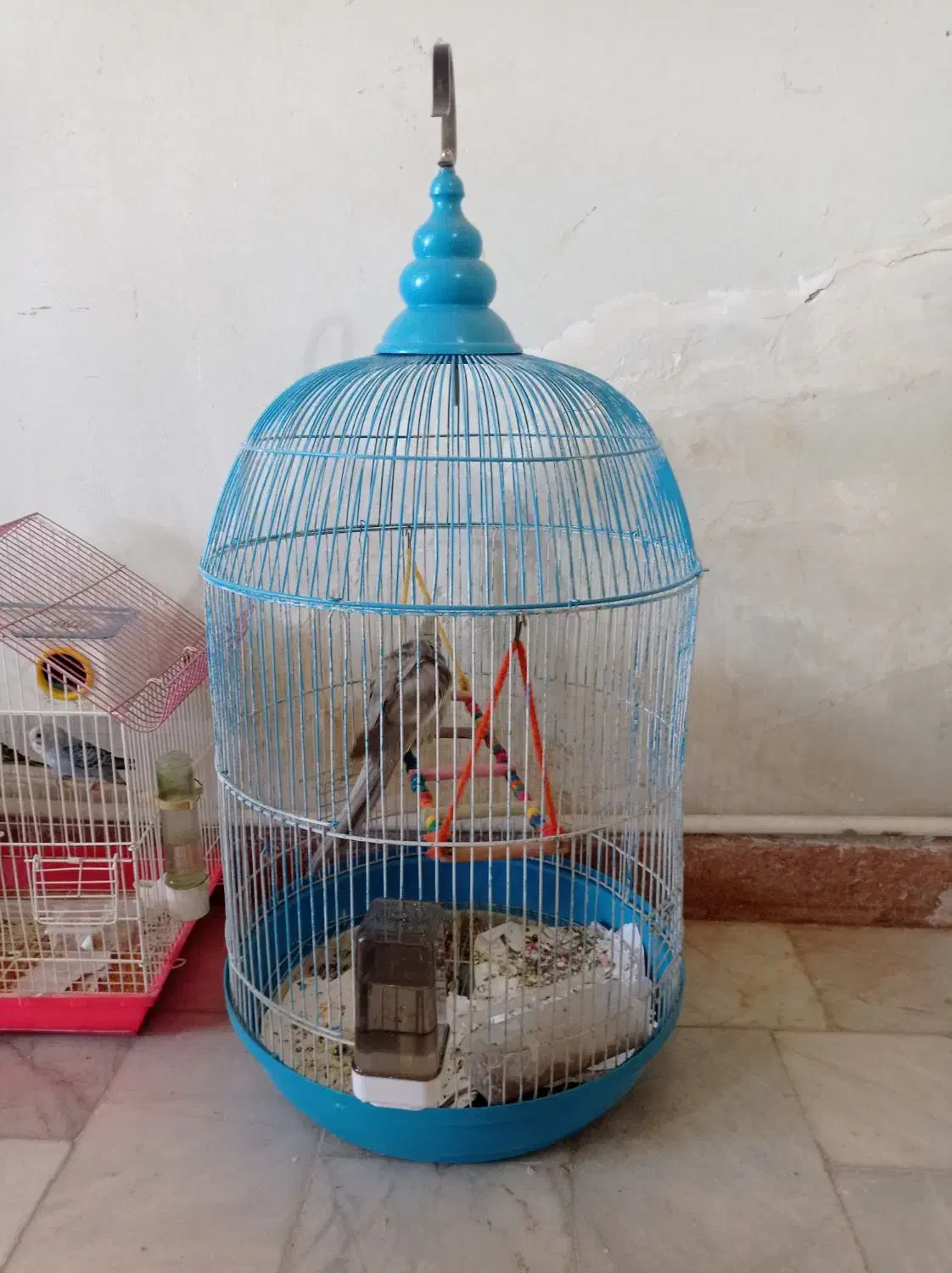 عروس هلندی|پرنده|خدا آفرین, |دیوار