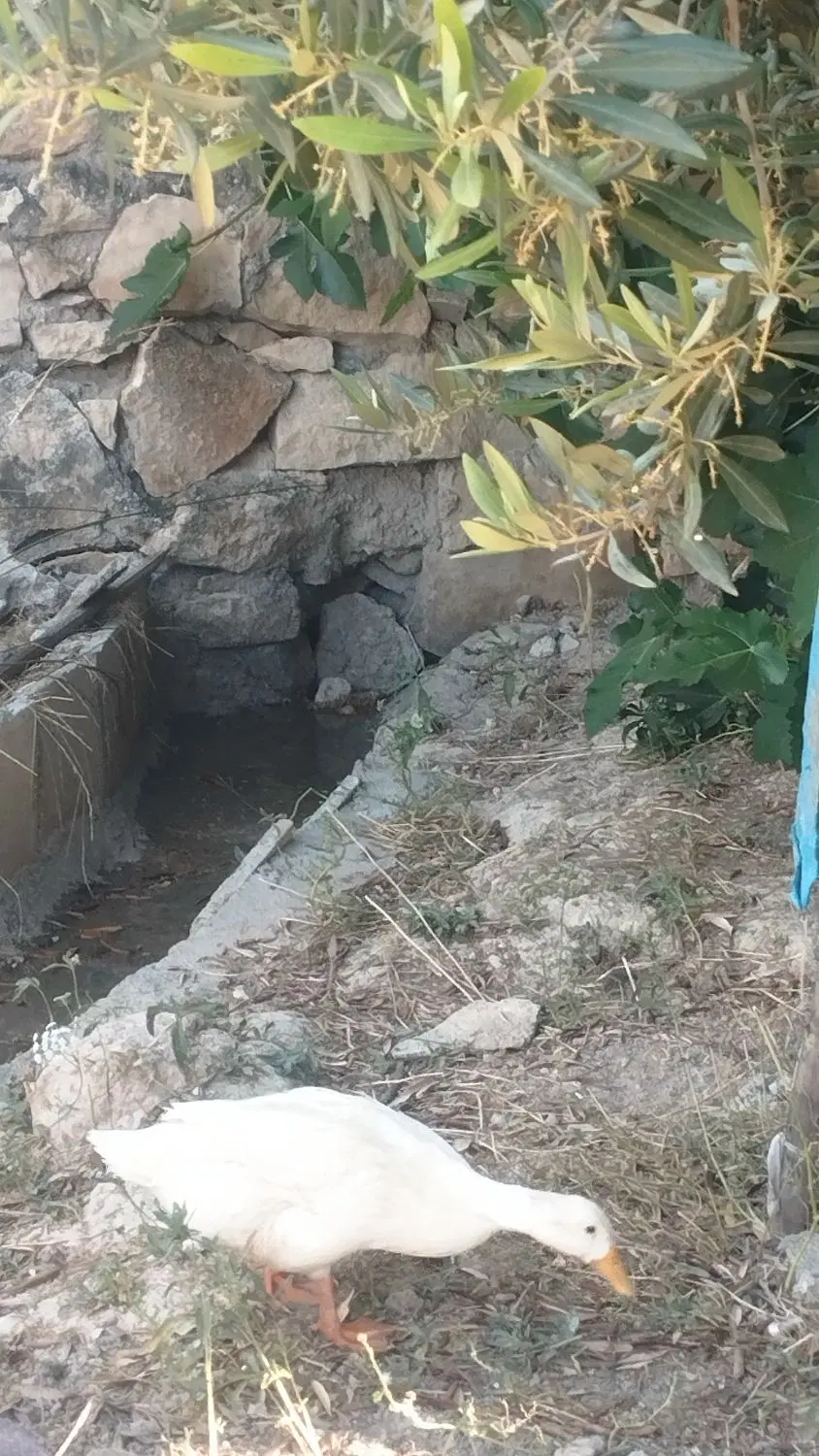 اردک|حیوانات مزرعه|سوق, |دیوار