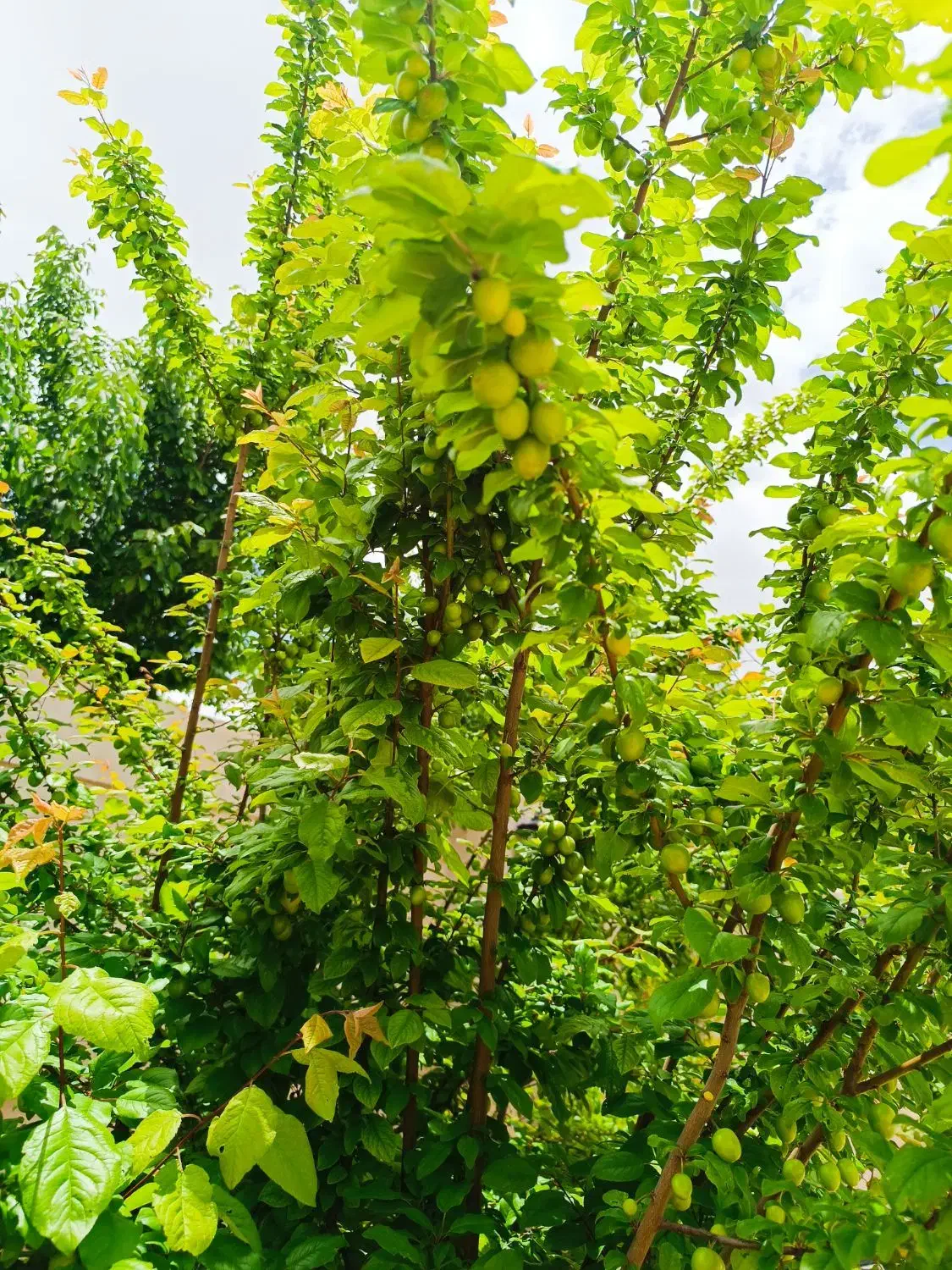 باغچه ۱۰۰۰متری|فروش خانه و ویلا|سیاخ دارنگون, |دیوار