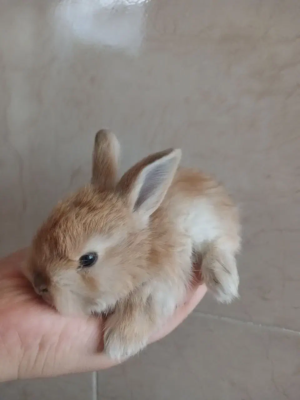 خرگوش نژاد دار|موش و خرگوش|اصفهان, گلستان|دیوار