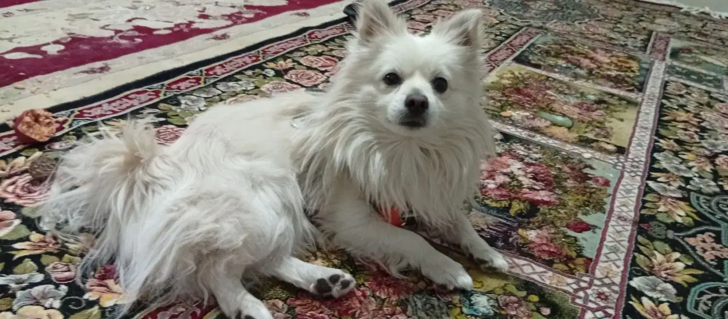 سگ شیتزوپارمین|سگ|خرمدره, |دیوار