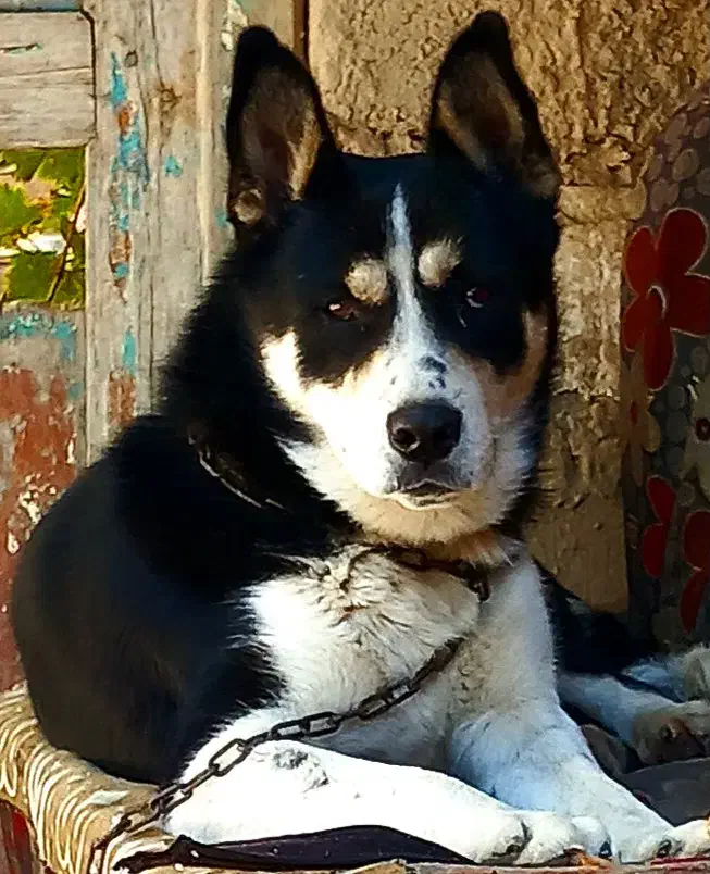 دوبرمن اسکی نر|سگ|بجنورد, |دیوار