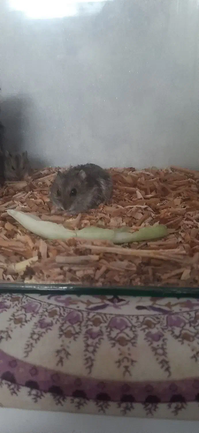 همستر|موش و خرگوش|ارومیه, |دیوار