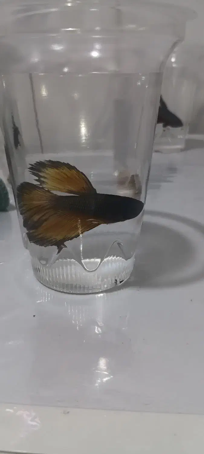 ماهی فایتر|ماهی|دورود, |دیوار