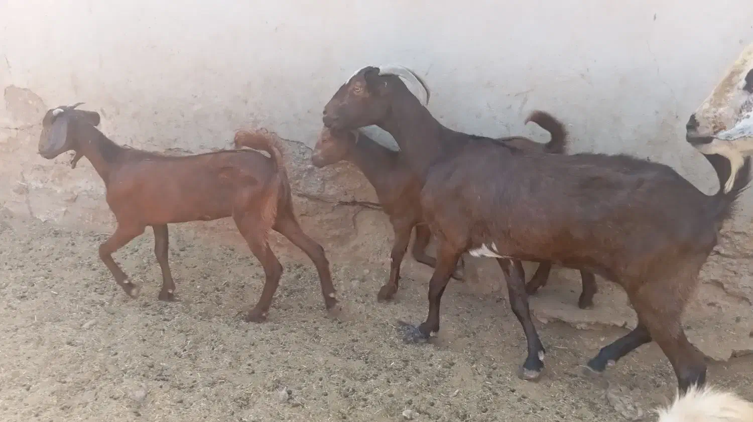 بز آبستن با دو کهره ماده بزرگ اطراف رویدر|حیوانات مزرعه|رویدر, |دیوار