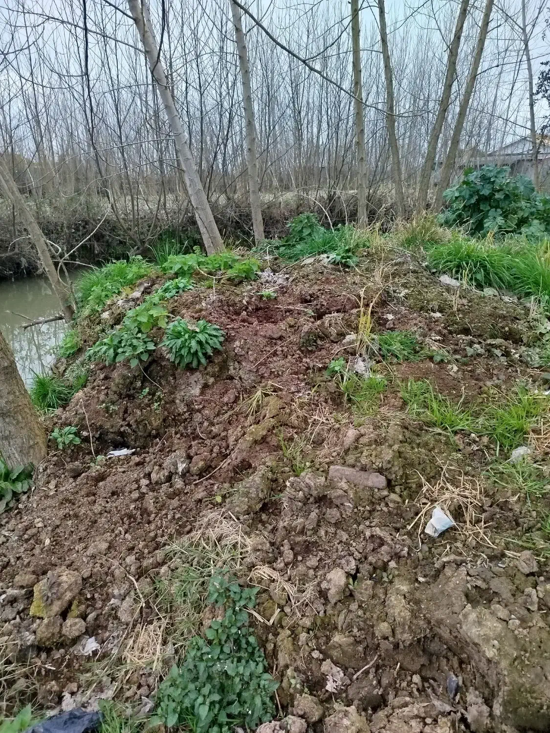 کود گاوی|گل و گیاه طبیعی|خشکبیجار, |دیوار