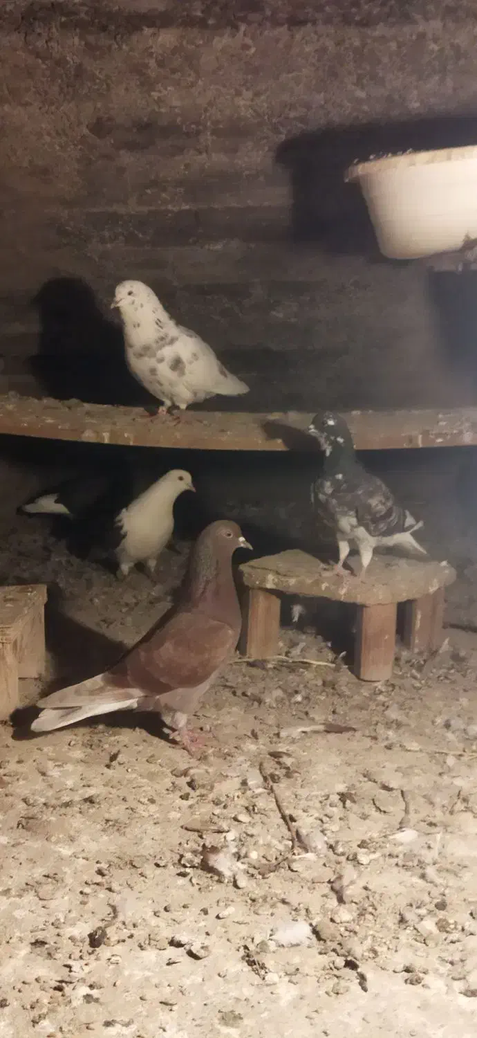 کبوتر|پرنده|گرگان, |دیوار