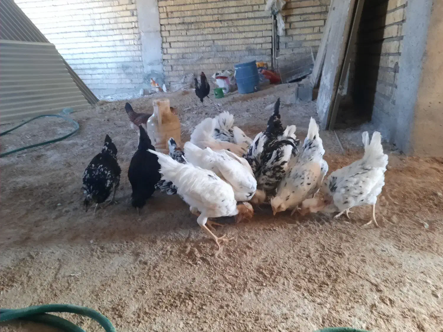 مرغ گلین|حیوانات مزرعه|برازجان, |دیوار