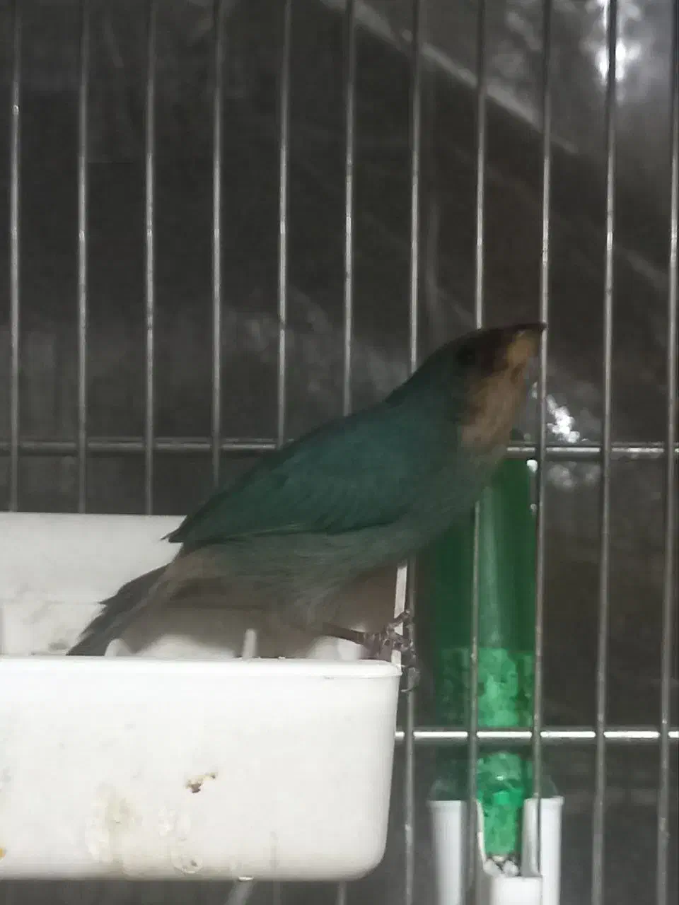 فنچ طوطی وار سر نارنجی و فنچ گلدین|پرنده|تهران, امین حضور|دیوار