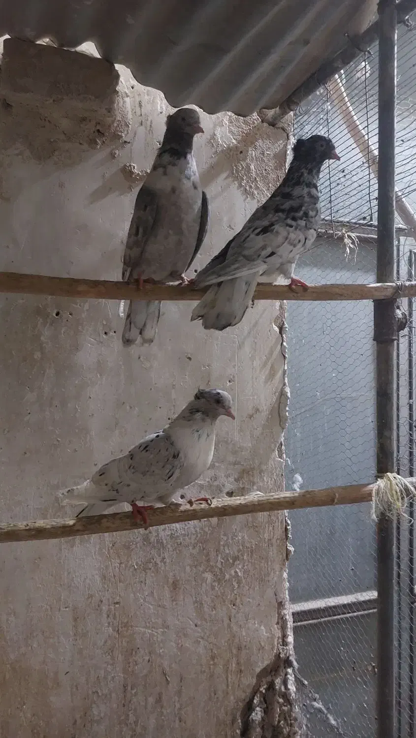 کبوتر|پرنده|میبد, |دیوار