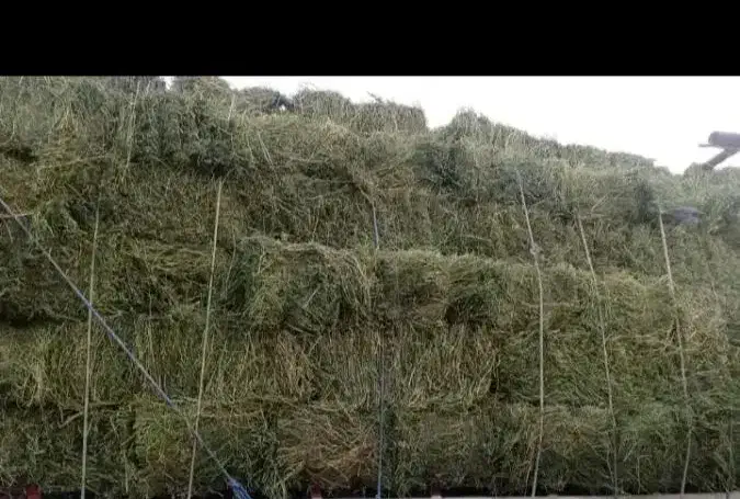 یونجه|لوازم جانبی حیوانات|مهریز, |دیوار