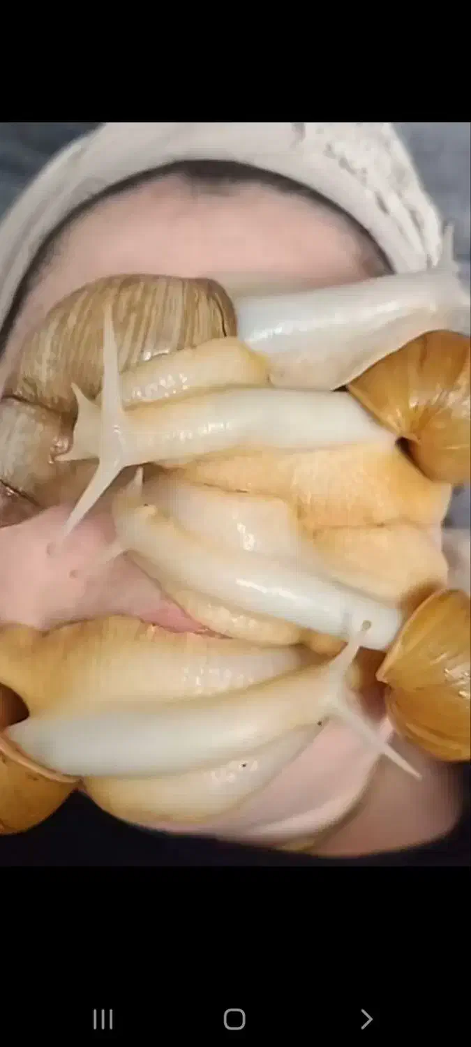 حلزون مولد|خزنده|دزفول, |دیوار